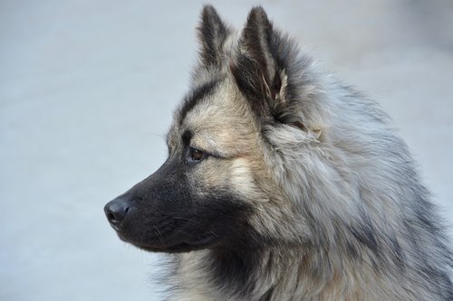 dog bitch dog eurasier  dog christmas portrait  profile of dog eurasier