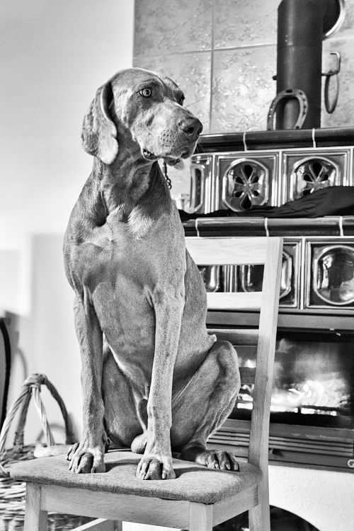 dog by the stove weimaraner we dry the dog