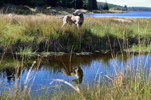 dog by the water  weimaraner  summer