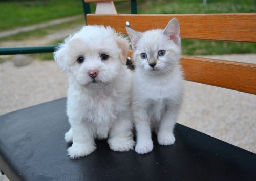 dog cat puppy kitten