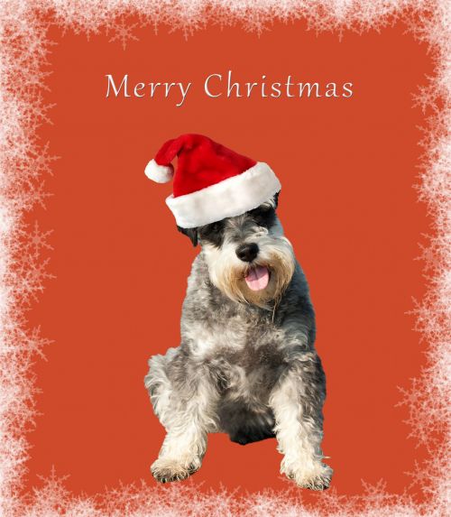 Dog Christmas Card