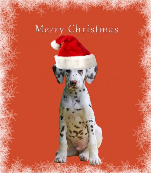 Dog Christmas Card