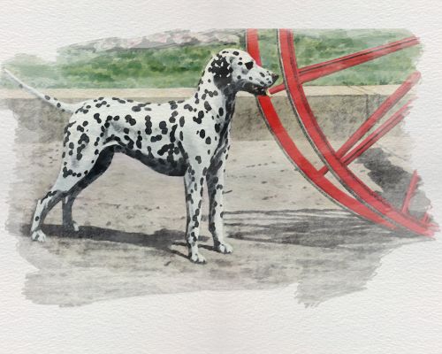 Dog, Dalmatian