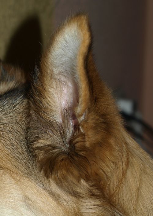 dog ear ear dog