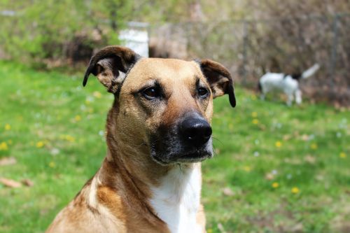 dog face outside rescue dog