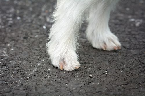 dog feet dogs legs fur