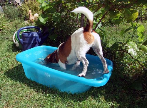 dog fun water splashing