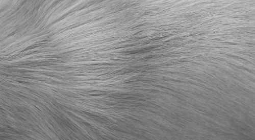 Dog Fur Texture II