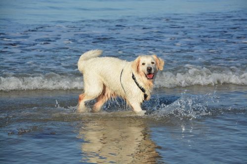 dog golden retriever bathing sea