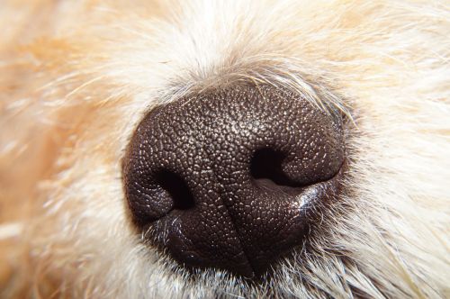 dog head nose smell