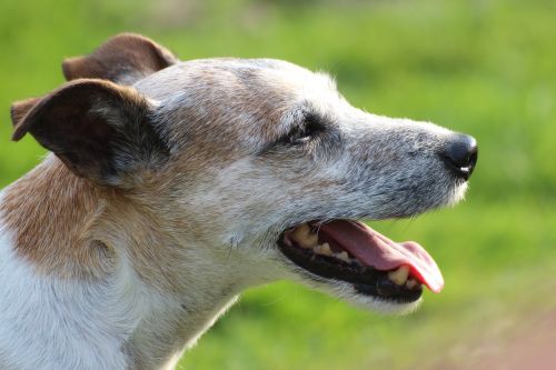 dog head close parson russell terrier