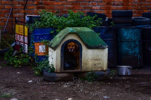 dog house architecture outdoors