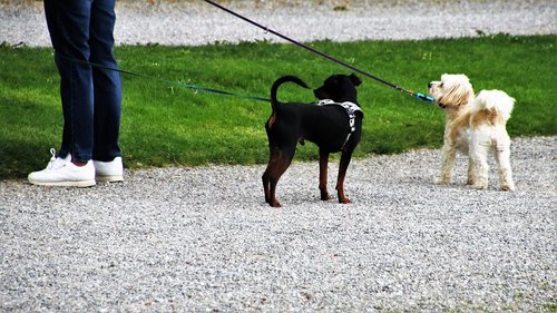 dog house  spacer  on a leash