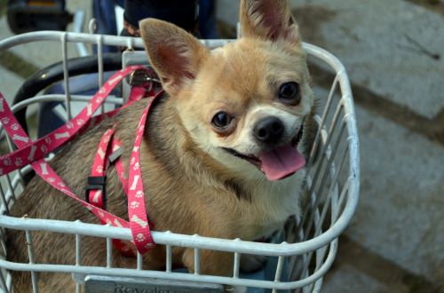 Dog In A Basket