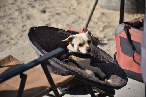 Dog In Dog Seat