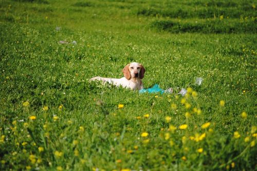 dog in field resting dog dog