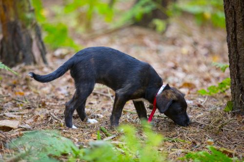 Dog In Forest