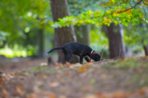 Dog In Forest