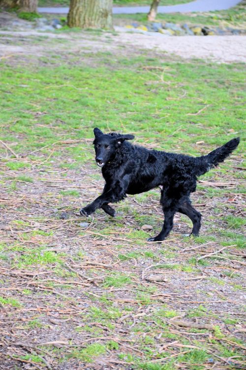 Dog In Park