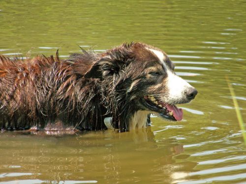 Dog In Pond