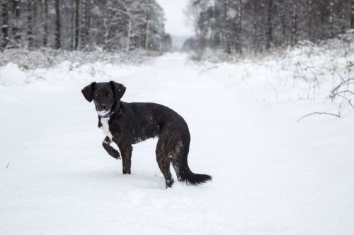 Dog In Snow