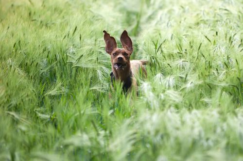 dog in the barley field magyar vizla running dog