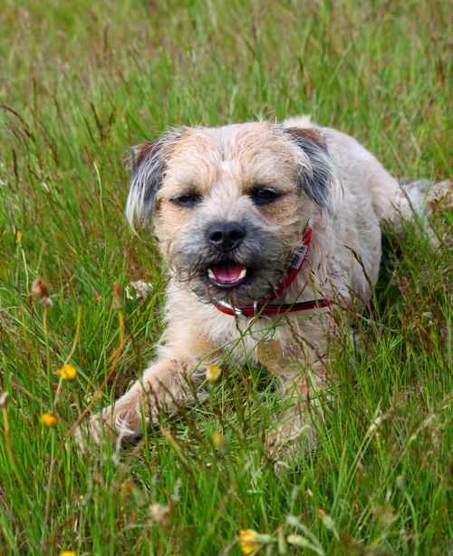 Dog In The Grass