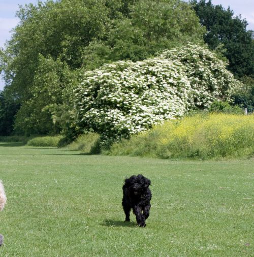 Dog In The Pasture