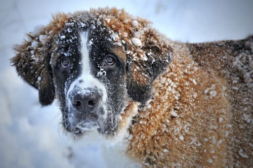 dog in the snow snow dog st bernard