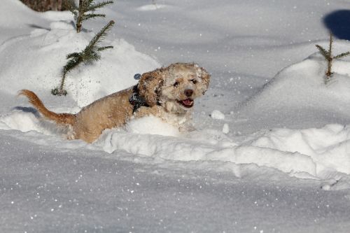 dog in the snow cocker spaniel winter