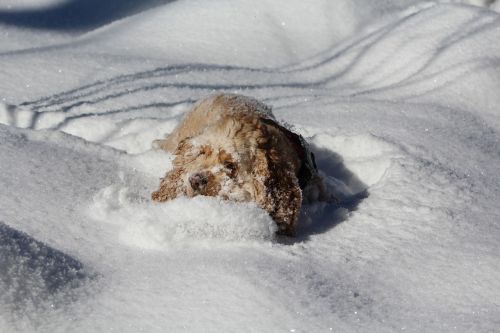 dog in the snow cocker spaniel winter
