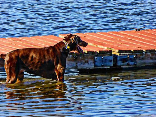 Dog In Water