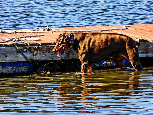 Dog In Water