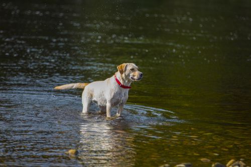 Dog In Water