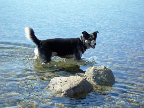 dog in water sea dog