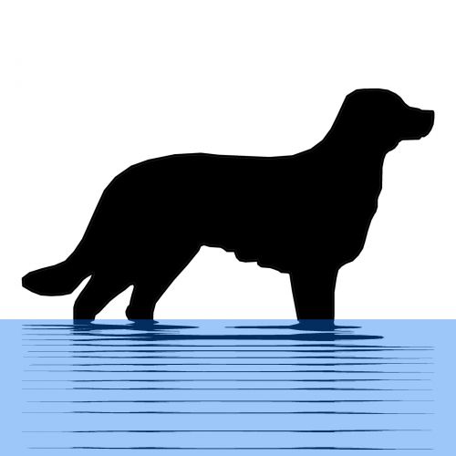 Dog In Water