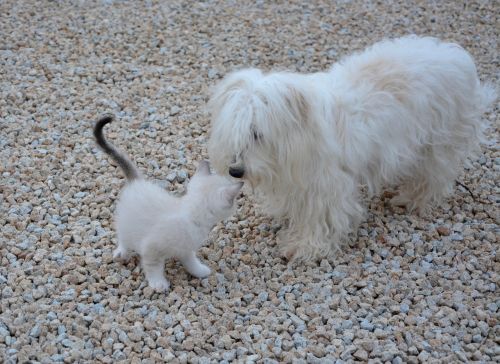 dog kitten meeting animals