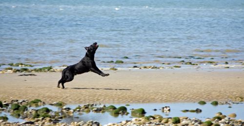 Dog Leaping On Beach