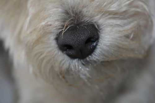 dog nose dogs nose nose