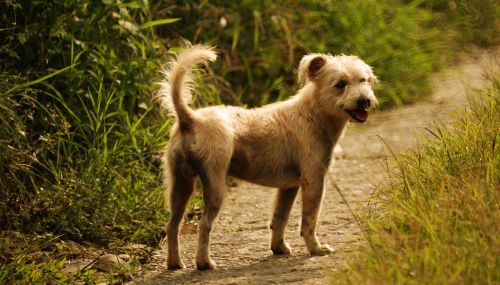 dog of the field animalia canis