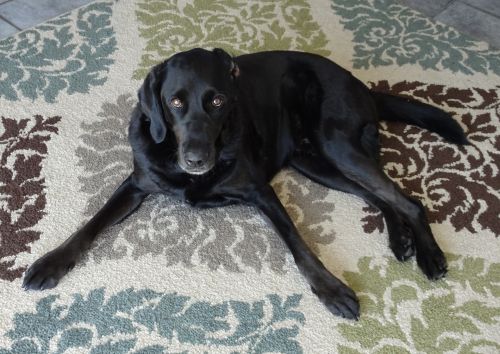 Dog On A Carpet