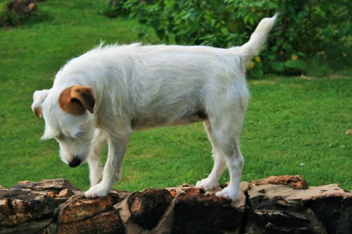 Dog On A Wall