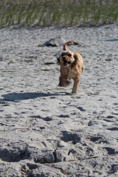 dog on beach play fun