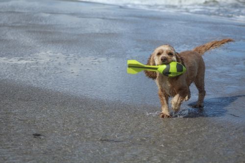 dog on beach play fun