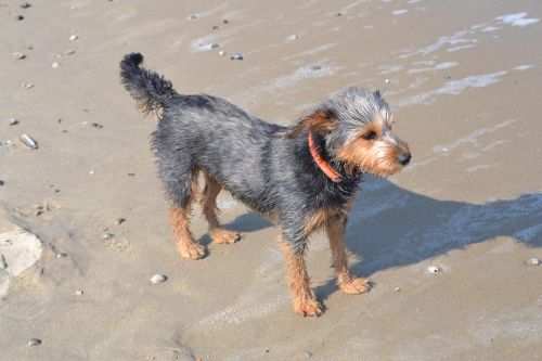 dog on beach mongrel dachshund yorkshire terrier