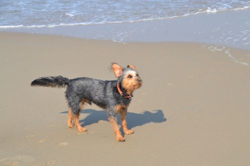 dog on beach mongrel dachshund yorkshire terrier
