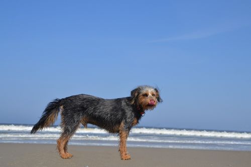 dog on beach wiener yorkshire terrier
