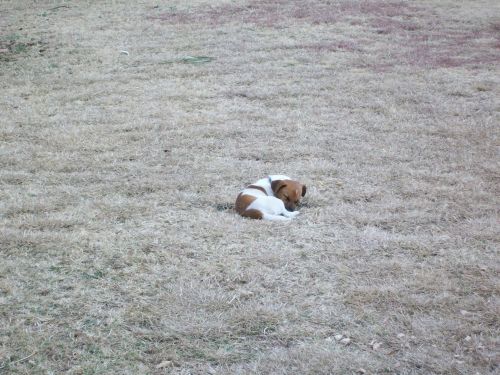 Dog On Dry Grass