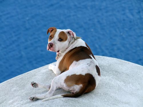 dog on roof brown white