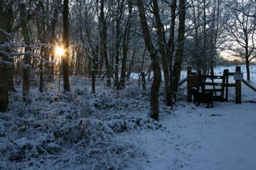 Dog On Snowy Evening Walk